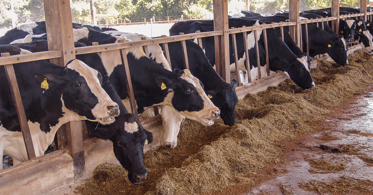 A Nutron promoverá ainda mais rentabilidade para criadores de gado leiteiro e de corte.(Reprodução/ Rede Sociais)