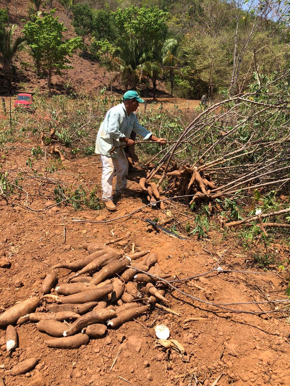 Agricultor familiar do Assentamento Rio Bonito, em Cavalcante, durante compra teste de mandioca pela Ambev para produção de cerveja regional goiana (Foto: Raíssa Rodrigues / Secretaria da Retomada)