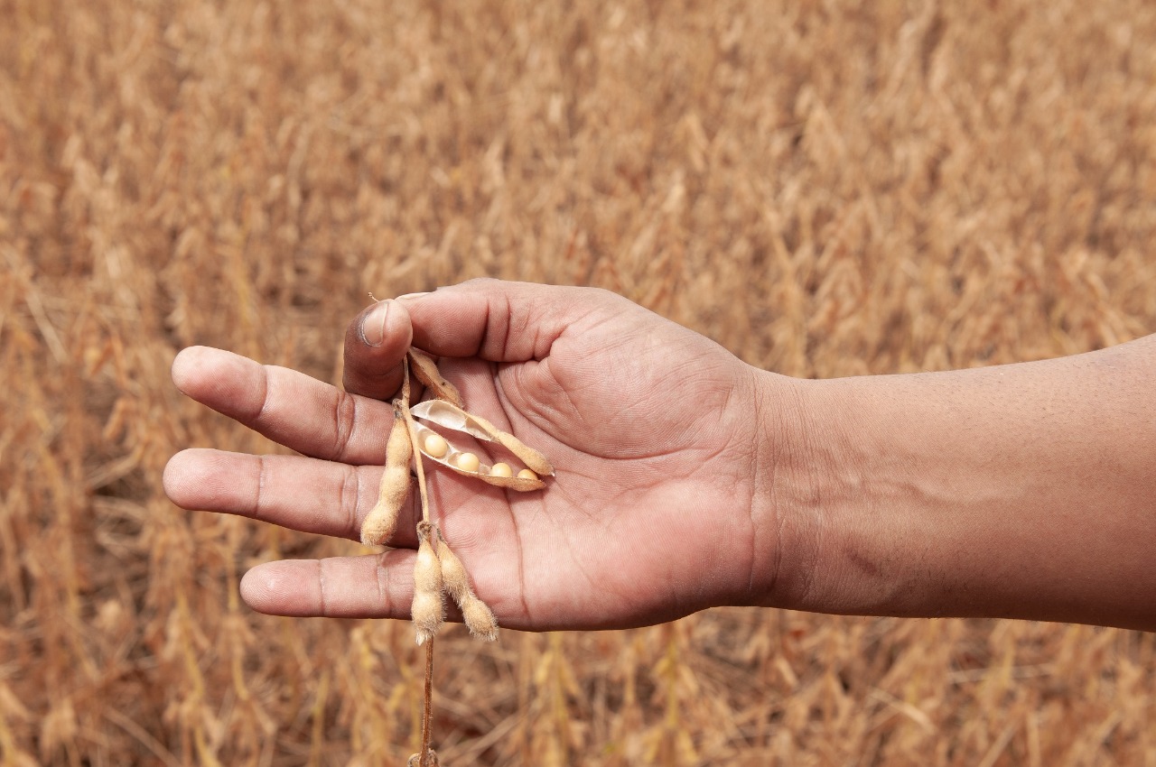 Soja e bovinos ocupam primeiro e segundo lugares, respectivamente, no ranking do Valor Bruto da Produção Agropecuária 2022 em Goiás 