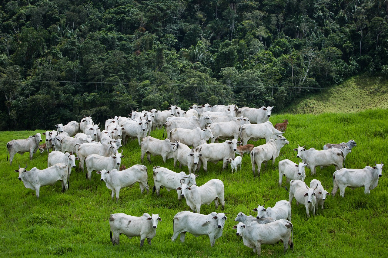 Goiás ocupa segunda posição no ranking nacional de rebanho bovino: 