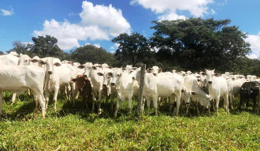 Na última campanha de vacinação contra aftosa devem ser vacinados os bovinos e bubalinos de todas as idades