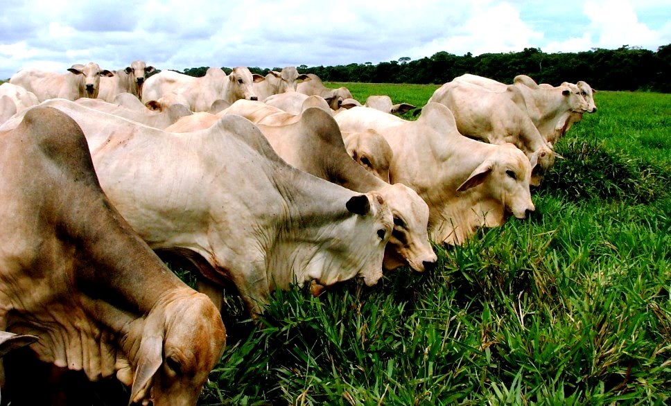 Agrodefesa finaliza última campanha contra febre aftosa no Estado que está há 26 anos sem registro de focos da doença