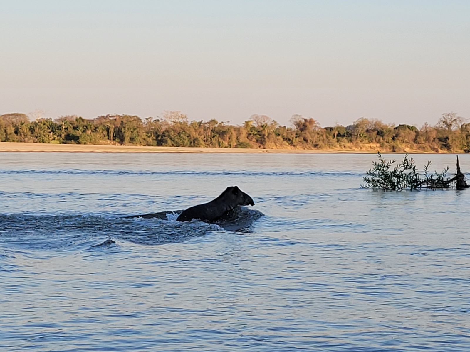 Com aproximadamente 2 mil quilômetros de extensão, o rio Araguaia é o habitat de centenas de espécies da fauna e da flora