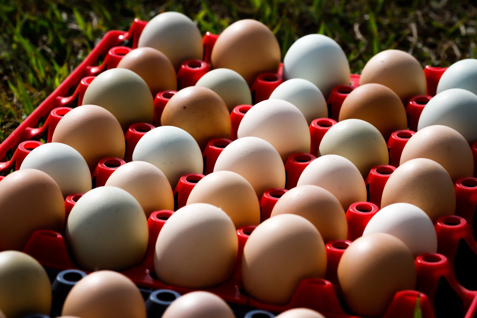 Produção de ovos deve crescer 14,6% em Goiás neste ano, segundo Ministério da Agricultura e Pecuária