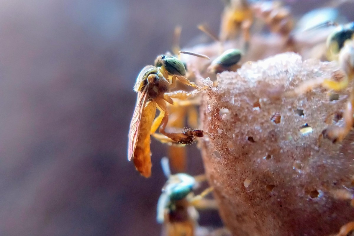 Abelhas sem ferrão da espécie Tetragonisca angustula, popularmente conhecidas como Jataí, habitarão no melipolinário