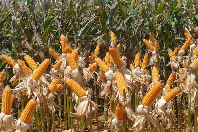 Se confirmado, o volume estimado para a segunda safra de milho é o maior já registrado na série histórica - Foto: Elza Fiúza (Ag. Brasil)
