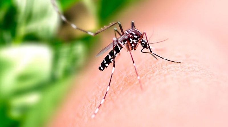 Goiânia confirma primeira morte por dengue em 20.2: incidência de casos também aumentou, conforme dados do Boletim Epidemiológico Arbovirose de número 7