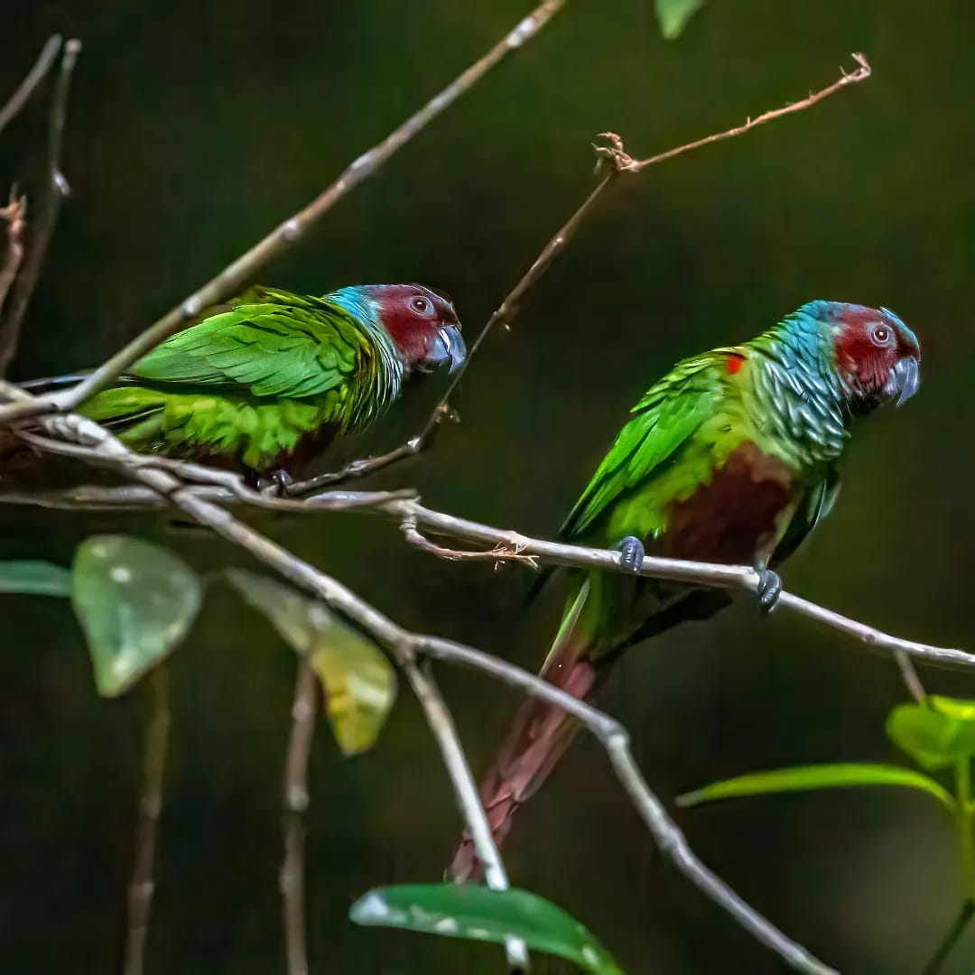  Tiriba do Paranã, que pode ser visto em Guarani de Goiás, é uma das espécies mais procuradas pelos amantes de birdwatching