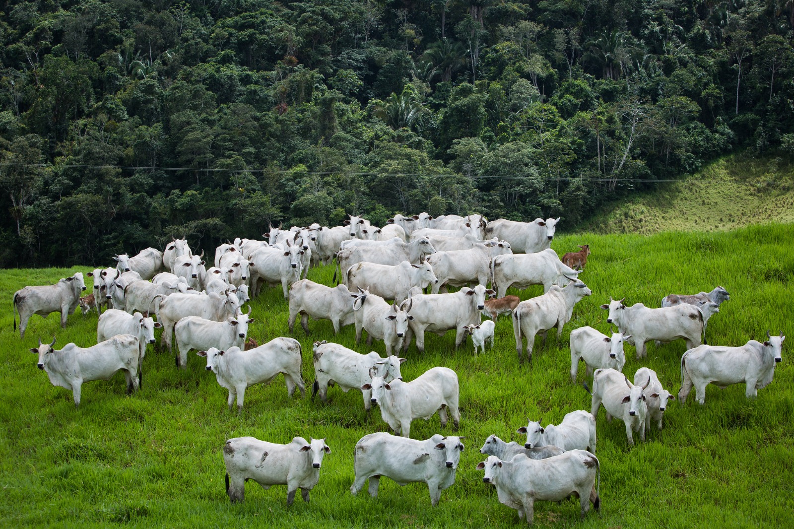 Goiás registra abate de 1 milhão de cabeças de bovinos no primeiro trimestre de 2024