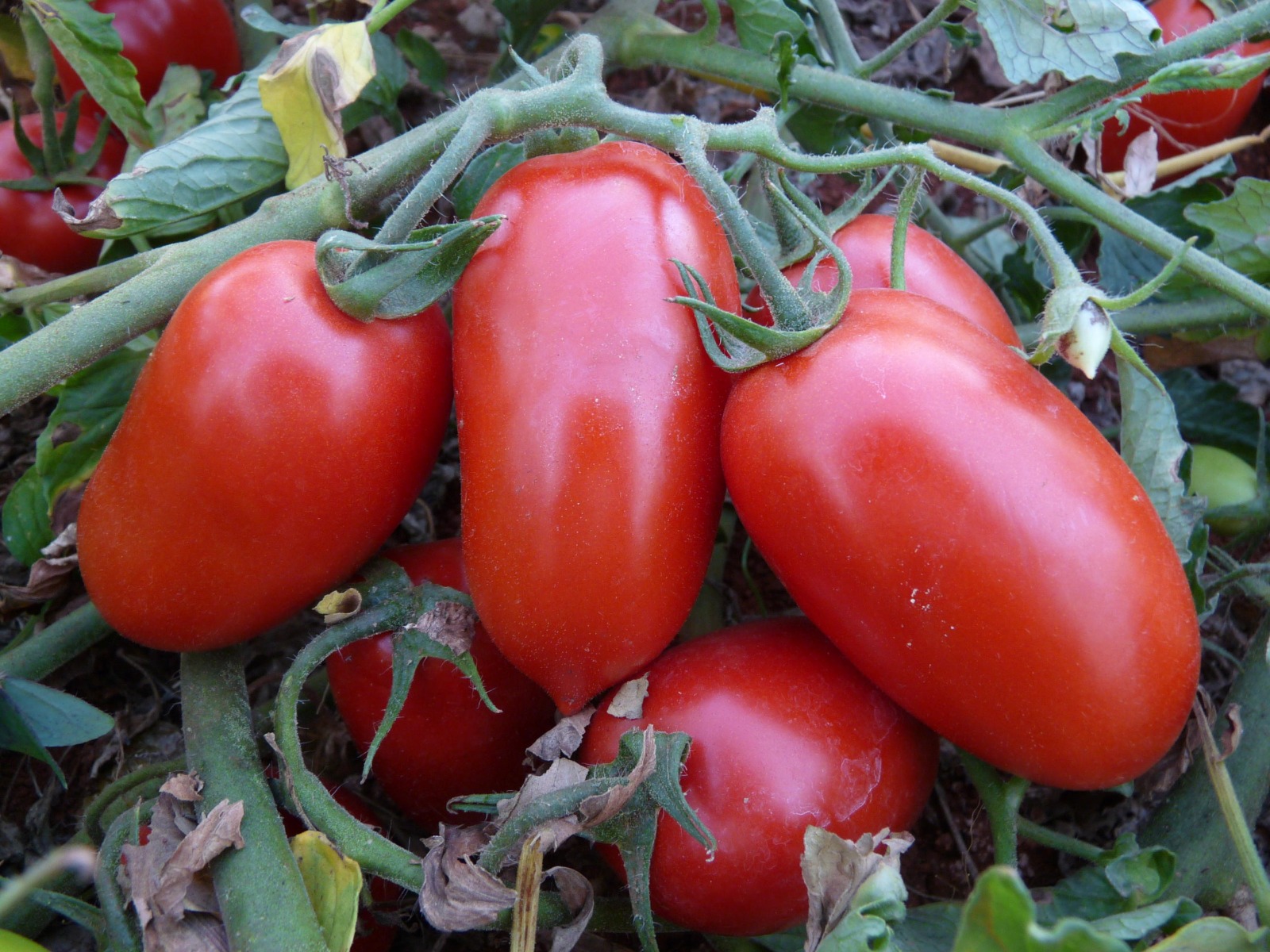 Goiás se mantém como maior produtor de tomate entre os estados brasileiros: atividade é monitorada de perto pela Agrodefesa