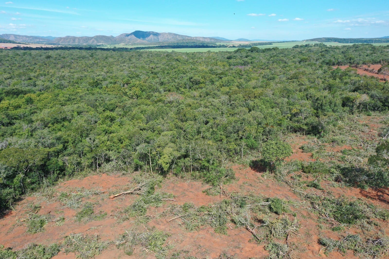 Nenhum município goiano consta entre os cinco com maior área desmatada em 2024