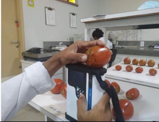  Metodologia da identidade digital está sendo elaborada para tomate de mesa