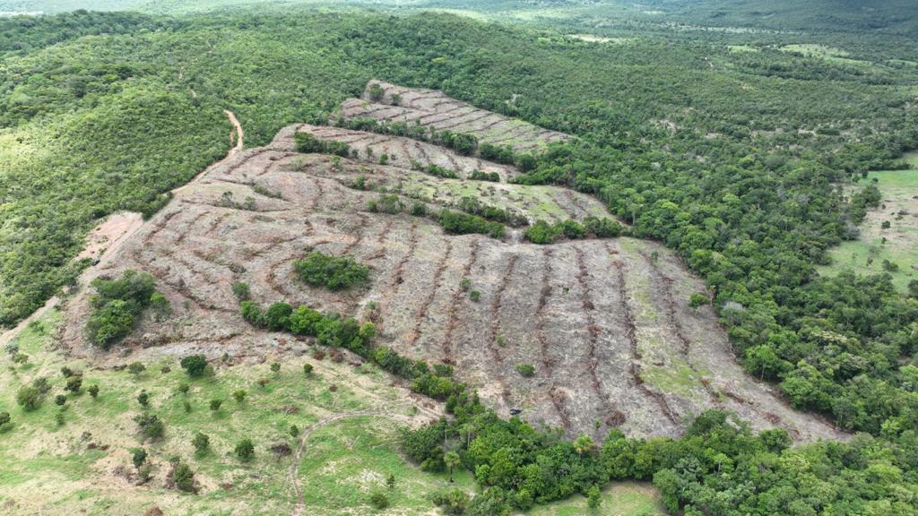 Tendência é de queda no desmatamento em Goiás