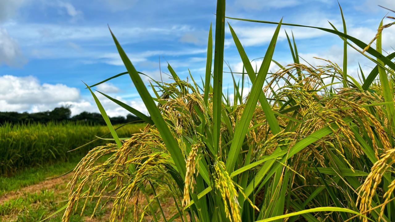 Produção de arroz em Goiás deve crescer 17,7%, acima da média nacional de 1,9% 