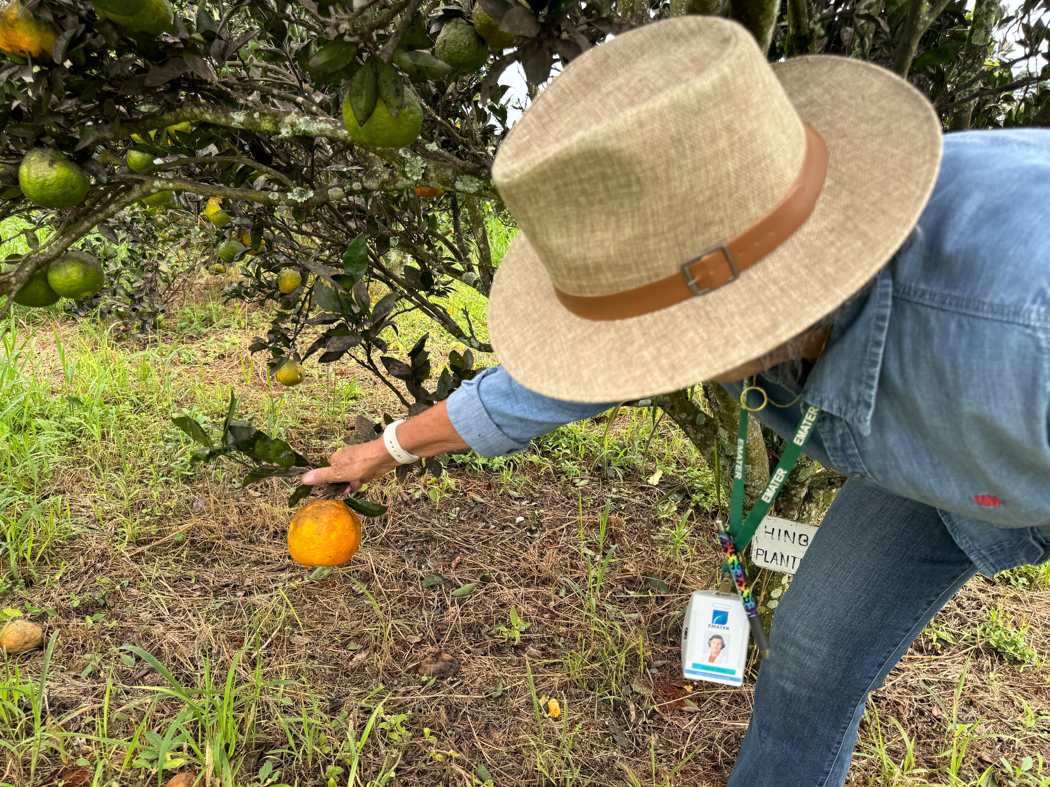 Fapeg e Emater investem R$ 4,6 milhões em pesquisa e inovação na agricultura familiar em Goiás