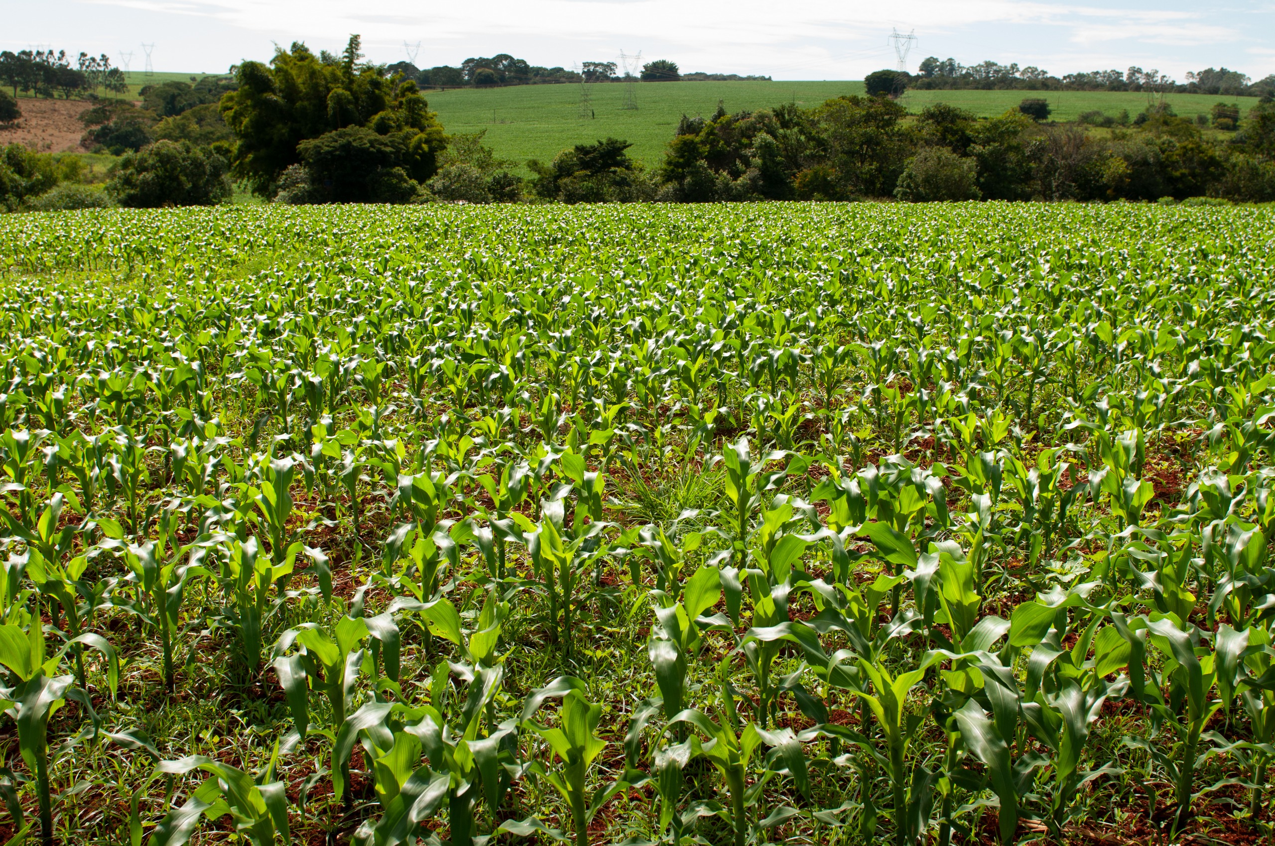 Estado ocupa o terceiro lugar nos rankings de área colhida e valor da produção do país