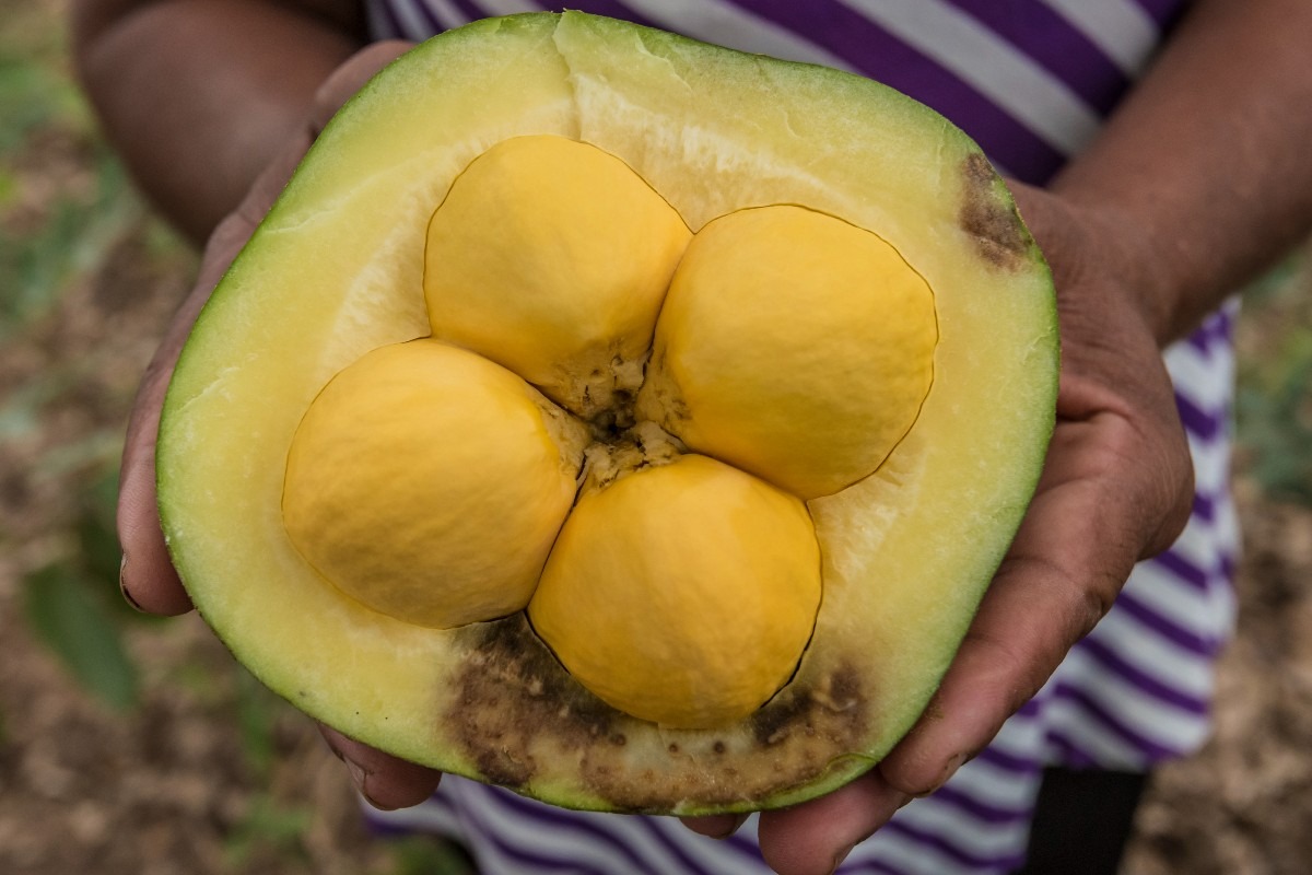 Pequi é uma das matérias-primas do Cerrado presentes na sociobiodiversidade