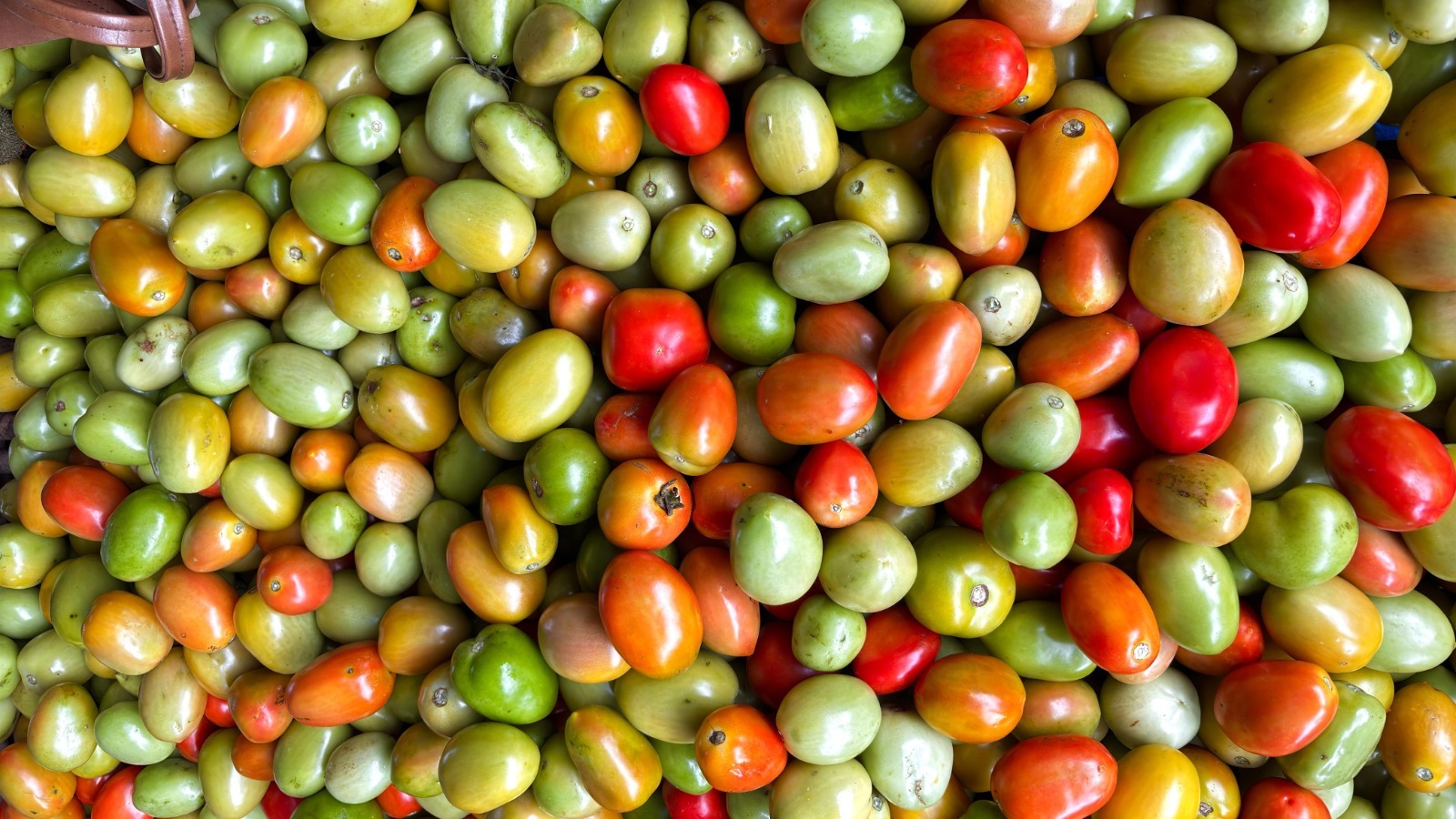 Tomate produzido em Goiás chega ao Uruguai, Paraguai, Venezuela e Bolívia