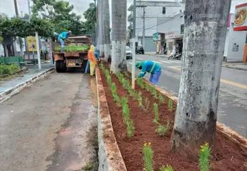 Frentes de serviços plantando mudas no canteiro central da Avenida Santo Amaro