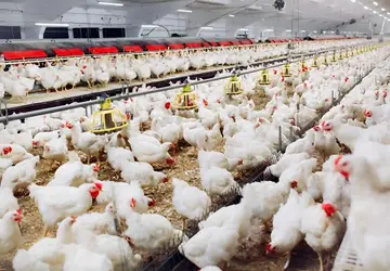Governo de Goiás reforça a importância das medidas de biosseguridade na prevenção à gripe aviária 