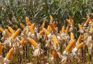 Se confirmado, o volume estimado para a segunda safra de milho é o maior já registrado na série histórica - Foto: Elza Fiúza (Ag. Brasil)