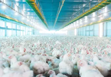 Estabelecimentos comerciais avícolas têm até 31 de janeiro para se registrarem ou renovarem cadastro junto à Agrodefesa: objetivo é evitar foco de gripe aviária no estado 