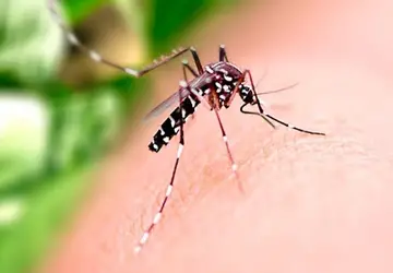 Goiânia confirma primeira morte por dengue em 20.2: incidência de casos também aumentou, conforme dados do Boletim Epidemiológico Arbovirose de número 7