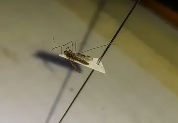 Técnicos pesquisam por mosquitos transmissores da malária em locais onde foi registrado caso da doença 