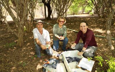 Hidrolândia: Emater Goiás intensifica pesquisa para identificar espécies de jabuticaba