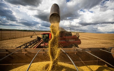 Goiás deve bater recorde na colheita de grãos em 2025